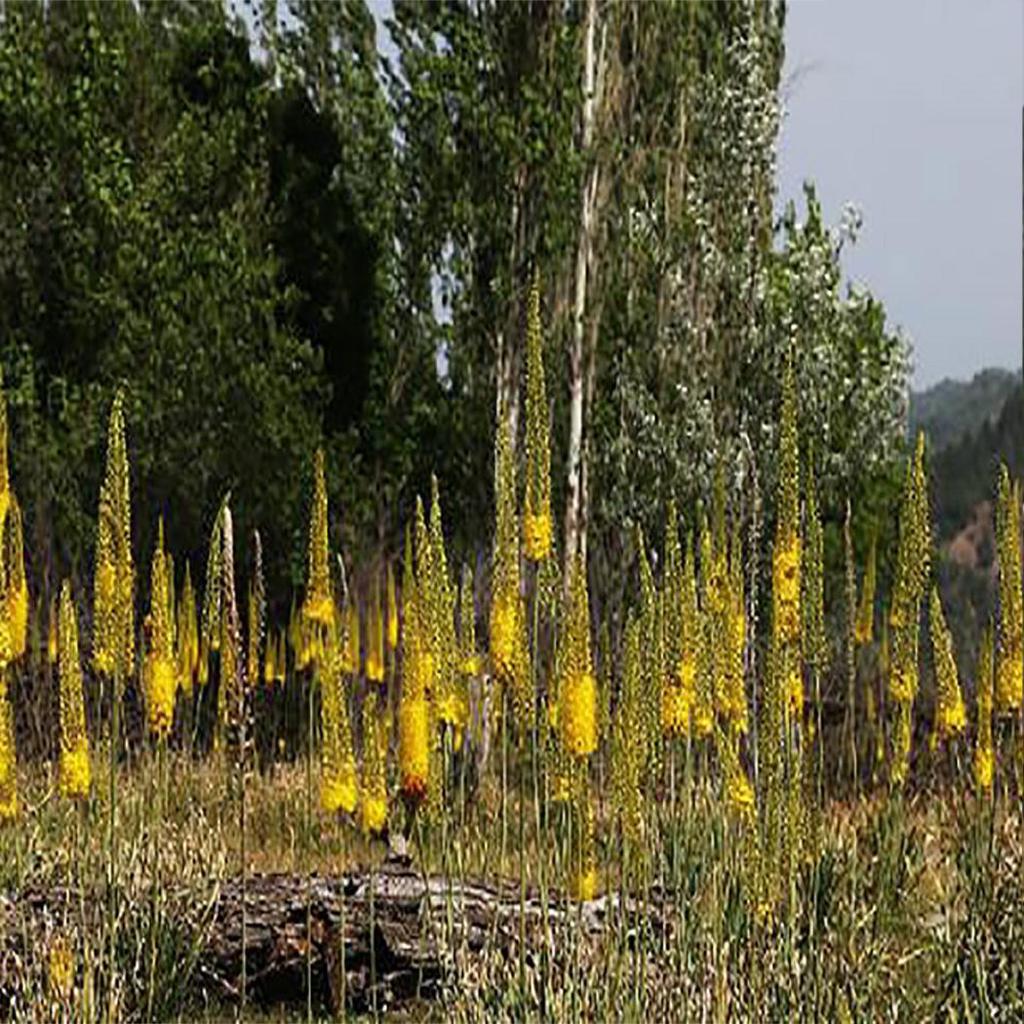 Садовые 100 шт. семена эремуруса лисохвост лилии луковицы выносливые многолетние декоративные растения