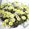 Искусственный поддельный шелковый букет ромашек для украшения дома, свадьбы, вечеринки, 8 головок
