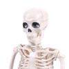 1 PC Party Supply Anatomical Photography Props Model Halloween Bone Human Skeleton