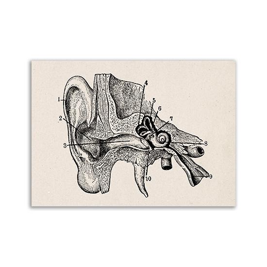 Vintage Human Anatomy Artwork Medical Wall Picture Muscle Skeleton Poster Canvas Art Print Education Hospital Pharmacy Paintings