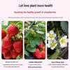 Organic Water-Soluble Strawberry Fertilizer for Potted and Soilless Plants (Slow-Release Concentrated Nutrient)