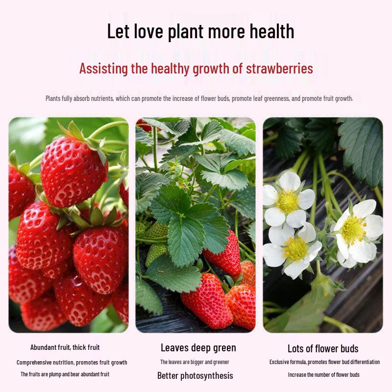 Organic Water-Soluble Strawberry Fertilizer for Potted and Soilless Plants (Slow-Release Concentrated Nutrient)