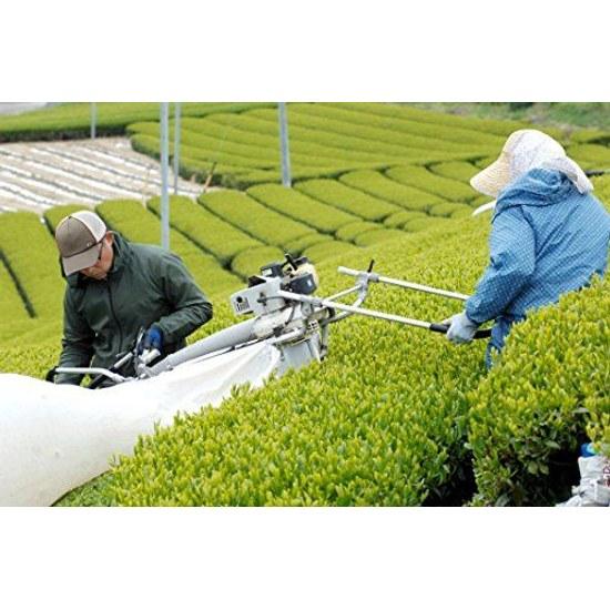 Powdered green tea 200g x 3 bags (600g) bulk use (sencha powder) 100 from Kakegawa Shizuoka Prefecture