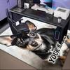 1PC Custom Name Chihuahua text. Theme Floor Mat Ideal for Living Room, Game Rooms, Office, Bedroom,Floor Mat Playful Design