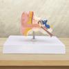 Human Ear Model Anatomy Professional Accurate Removable Anatomical 3D for Study Display