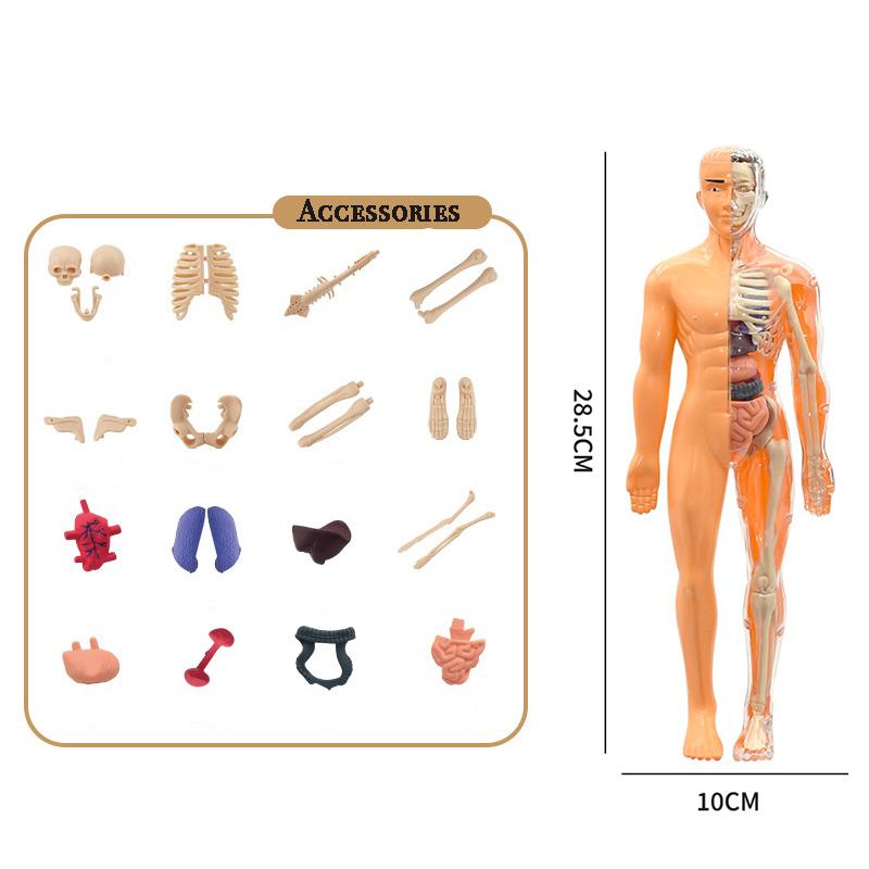 Assembly Human Skeleton Organ Model Toys Children's Science Education Cognitive Skeleton Structure Puzzle Assembly Toys for Kids