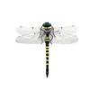 Simulated Dragonfly Pendant PVC Hanging Repellent Realistic Design Pest Deterrence Ornament Dragonfly Hunting Accessory