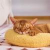 Super soft four-season pet pillow, arched design for neck support, suitable for small cats and dogs of different body types.