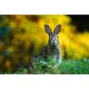 Полный дрель Алмазная картина Кролик DIY Алмазная вышивка Животные Вышивка крестом