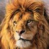 Diamond Painting New Animal Lion Pictures Of Rhinestones Diamond Embroidery Mosaic Cross Stitch Decortion