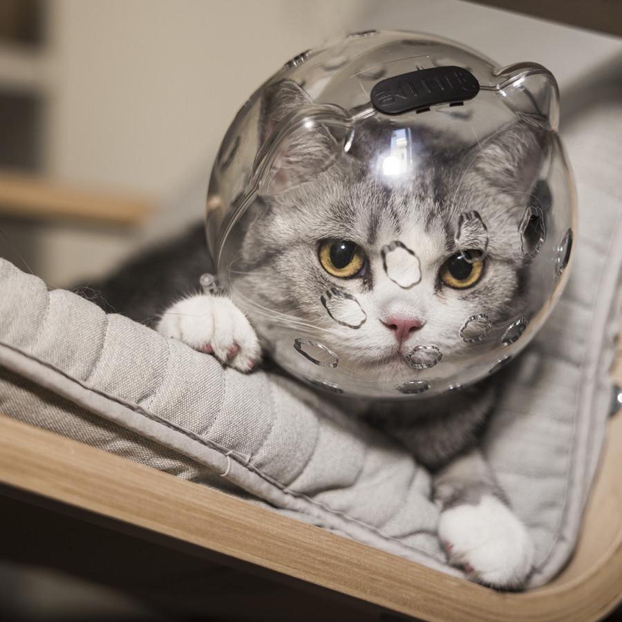 Прозрачный космический шлем для кошки - Дышащий, устойчивый к царапинам и укусам, с ушками