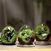 1PC Hydroponic Fleshy Micro Landscape Glass TerrariumCreative Egg-shaped Glass Bottles Succulent Glass Vase Moss Home Decoration
