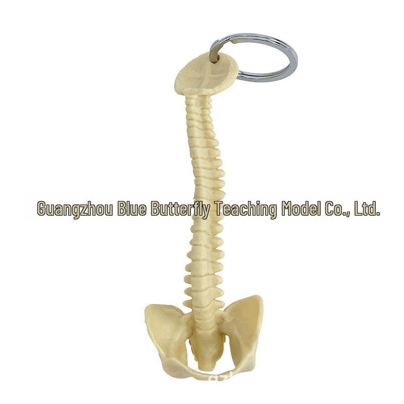 Миниатюрный брелок в виде человеческого позвоночника - модель скелета поясничных позвонков