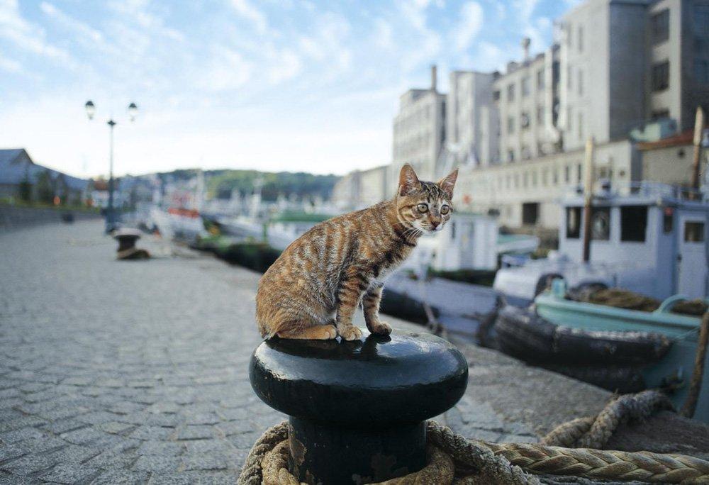 Puzzle Set Special 300-piece "My Seat" (26x38cm)