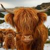 Highland Cow Soft Toy Living Nature Teddy Plush Cute Cuddly Toys Kids
