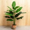 Traveler's Palm Green Plant - Artificial Banana Tree for Living Room Decor