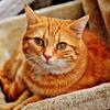 Полный 5D Diy Алмазная картина Мультфильм животных Кошка Мозаика Вышивка Крестом Домашний декор Ручная работа