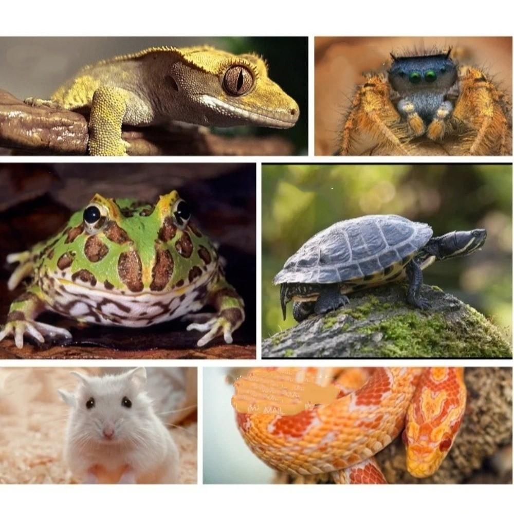 Anti-slip Reptiles Water Feeder Detachable Stable Automatic Water Dispenser Plastic Turtle Water Bowl for Amphibians