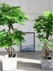 Eco-friendly Artificial Money Tree Bonsai with Real Trunk - Floor-standing Home Decor for Entrance & Garden, Attracts Wealth.