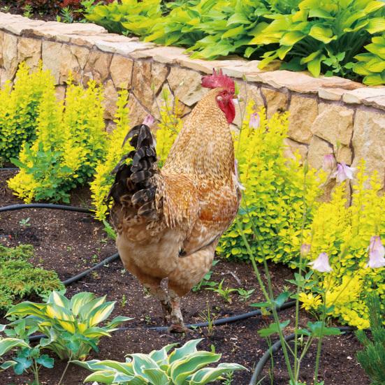 2 шт. садовые колышки акриловая скульптура петуха ручной росписи садовые фигурки курица садовые колышки декоративная скульптура курицы для уличного газона