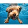 Prime3D Underwater Dogs Brady 100-элементный 3D-пазл