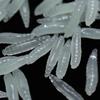Отличная прочность Дорожная Азия Приманка Червь Рыболовная Приманка Опарыши Форма Снасти Бионика Мягкие Приманки
