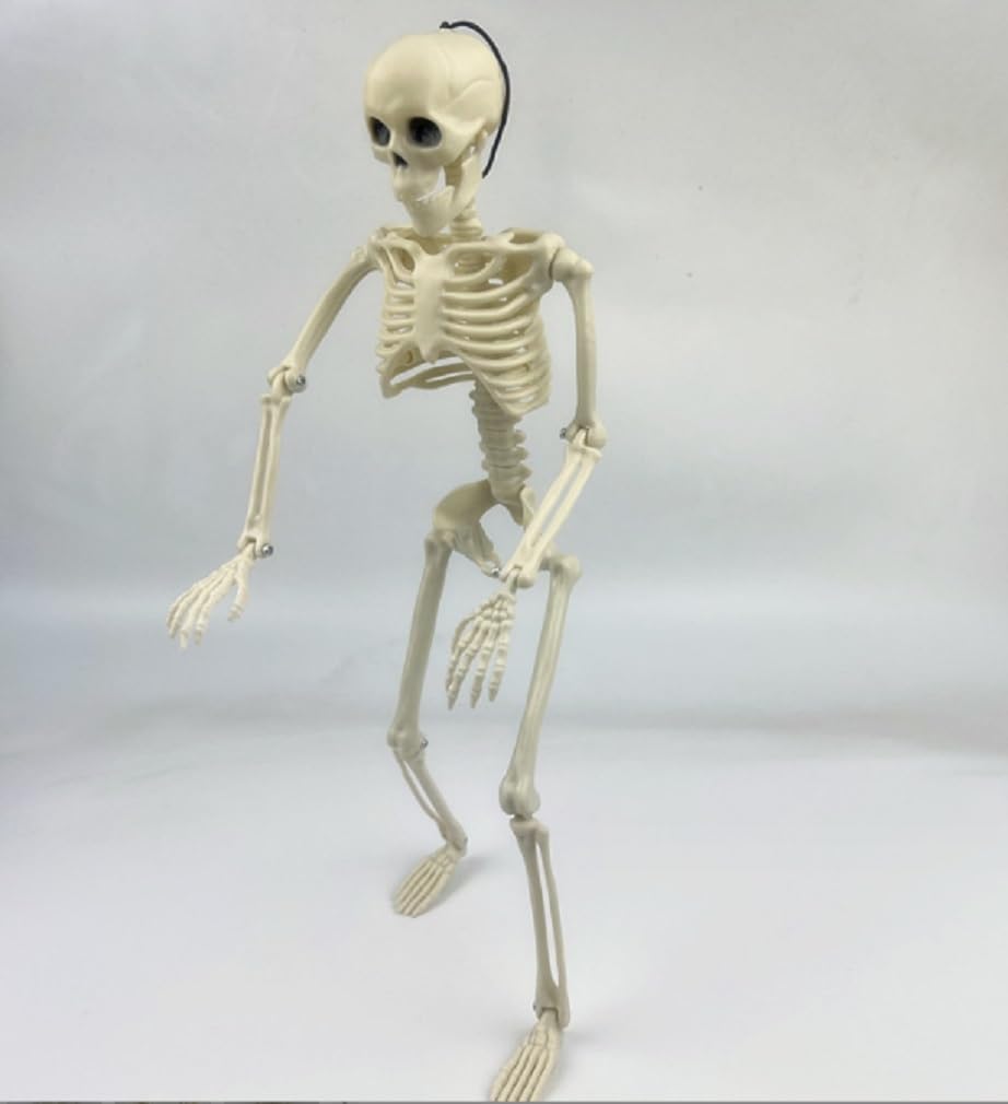 Skeleton Figure Object Drawing 40cm Model Interior Halloween