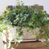 Подвесные цветочные горшки для суккулентов, железные настенные украшения для дома и улицы, металлические ведра, цветочная корзина