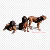 Dog Breed Redbone Coonhound Iron On Heat Transfer Printing Vinyl Patches Sticker for Clothes DIY Appliques Washable Patches