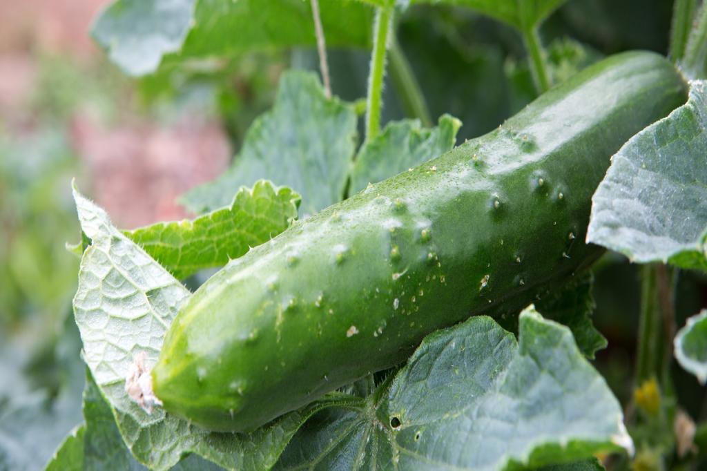 SAFLAX Garden in the Bag - Органический - Огурец - Marketmore - 20 семян - С субстратом в подходящем стоячем пакете - Cucumis sativus