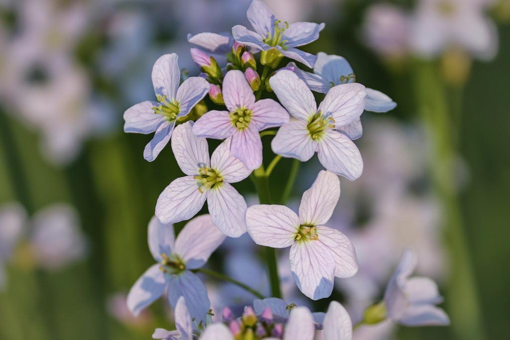 SAFLAX - Garden in the Bag - Cuckooflower - 100 seeds - With substrate in a fitting stand up bag - Cardamine pratensis