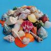 2-5cm natural seashell and conch, 3D seashell petal accessories, handmade embellishments, craft materials