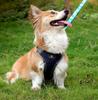 Astro Navy Blue Dog Training Harness For Walking, Size S