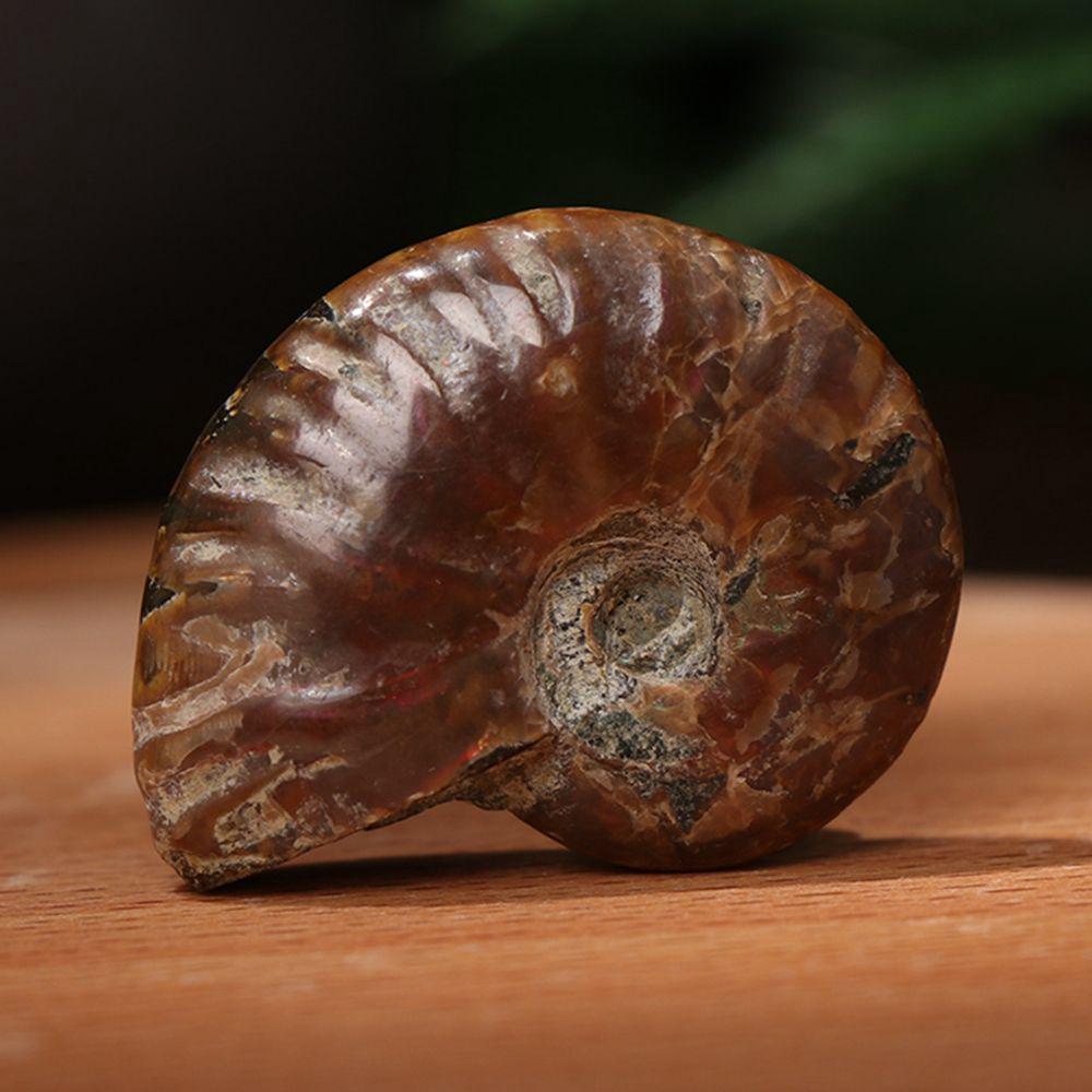 Crystal Collectibles Specimen Fossil Ammolite Facet Madagascar Stone Natural Iridescent Ammonite