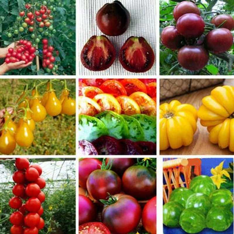 разные сорта помидоров