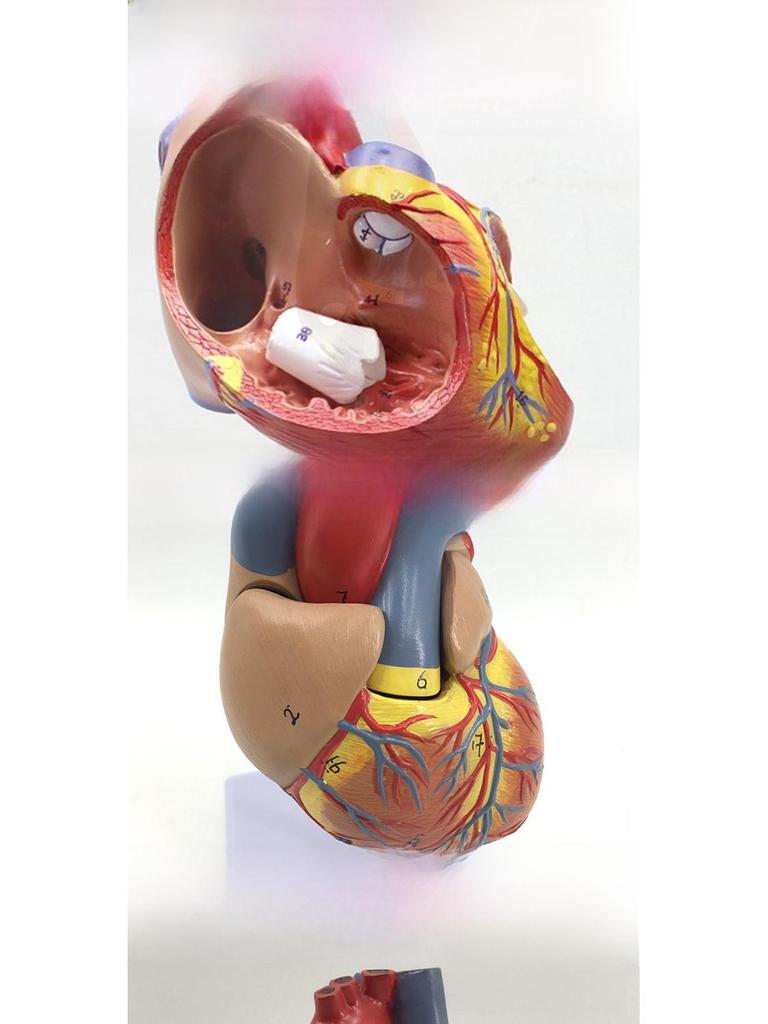 Большая анатомическая модель человеческого сердца с 34 отметками для обучения медицинской ультразвуковой диагностике