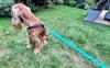 Dog Leash with Shock Absorber 280cm MINT Adjustable Sports