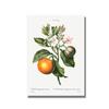 Nordic Kitchen Decor Canvas Painting Fruit Vegetables Pictures On The Wall Orange Art Posters for Home Design No Frame