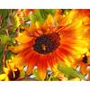 Алмазная картина Вышивка крестом Подсолнух Алмазная мозаика Цветочная вышивка