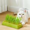 Layered Catgrass Planting Bowls 4 Styles Nursery Tray Cat Grass Growing Kit  Veterinary