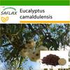 River Red Gum - 200 семян - С горшечным субстратом для лучшего выращивания - Eucalyptus camaldulensis