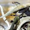 Yunnan Jinggu Moonlight White Pu Erh Select Tea Buds Raw Pu Erh Loose Leaf Tea
