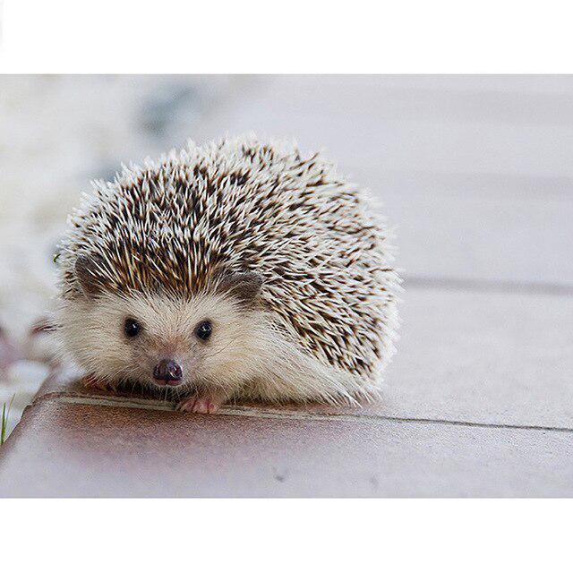 DIY 5D Алмазная картина Ежик Грибная корзина Вышивка крестиком Полный круглый Алмазная вышивка