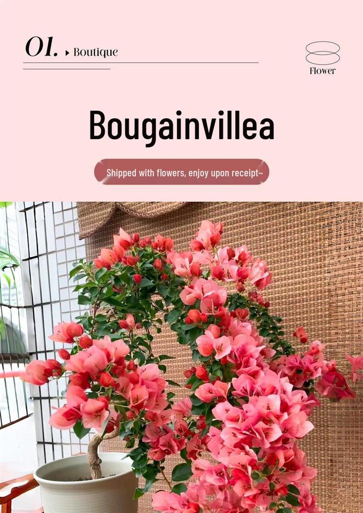 Large Bougainvillea Climbing Plant with Flowers - Indoor/Outdoor Greenery for Balcony and Courtyard