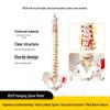 Взрослый 1:1 Модель позвоночника человека для хиропрактики - Шейный, Поясничный, и Демонстрация скелета