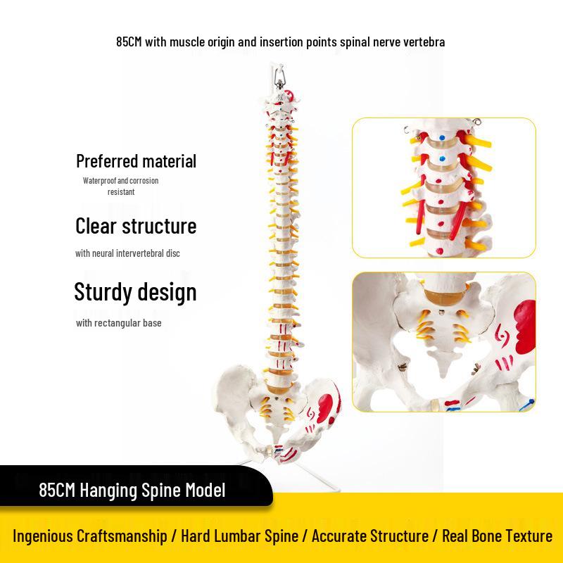 Взрослый 1:1 Модель позвоночника человека для хиропрактики - Шейный, Поясничный, и Демонстрация скелета