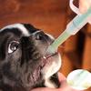 Transparent Dog Cat Pet Pill Medicament Feeder Injector Syringe Feeding Tool