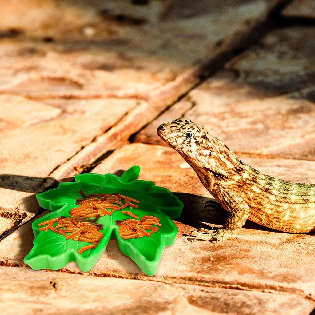 Reptile Food Bowl Lizard Gecko Food Water Dish Bearded Dragon Feeding Dish Plastic Worm Dish for Anoles Turtles