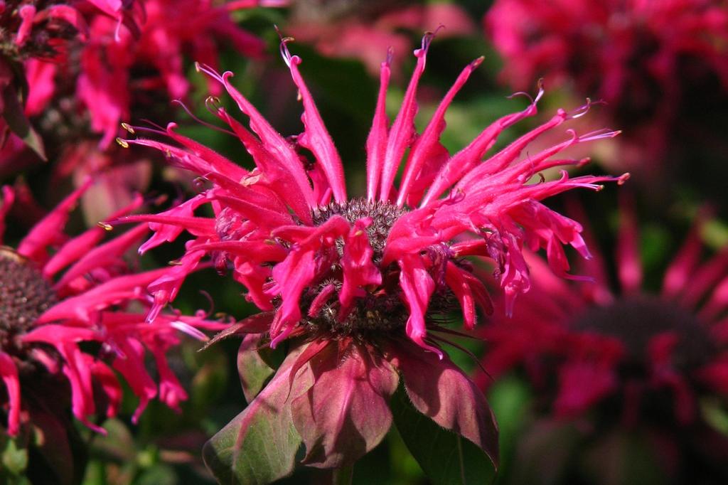 SAFLAX Garden in the Bag - Чай Бергамот / Освего - 20 семян - С субстратом в подходящем пакете-стойке - Monarda Didyma