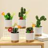 Nordic Artificial Cactus & Succulent 5-Piece Set